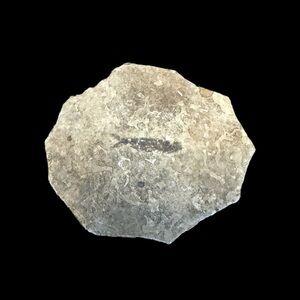 Small Fossilized Fish Found this Rock in North Dakota Cool Little Fossil